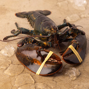 Live Lobster 살아있는 활 랍스터 800~900g